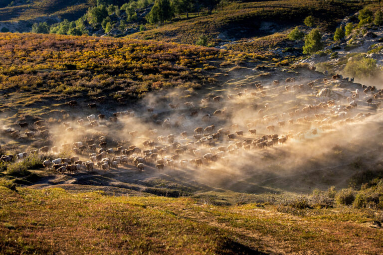 The Wild Visitors - The Wild Visitors 1